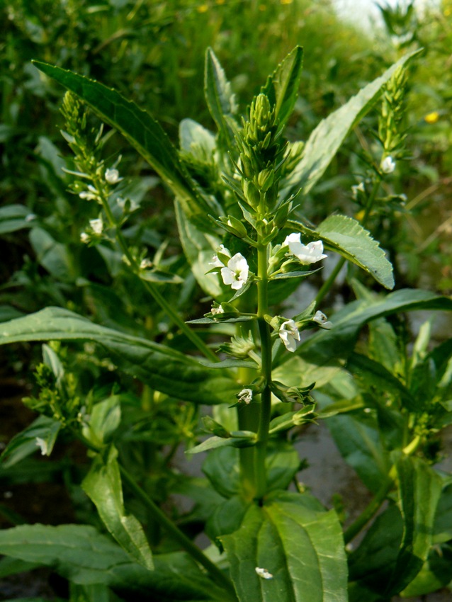 Veronica catenata / Veronica catenata